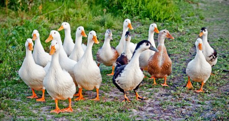 D-063 PATOS